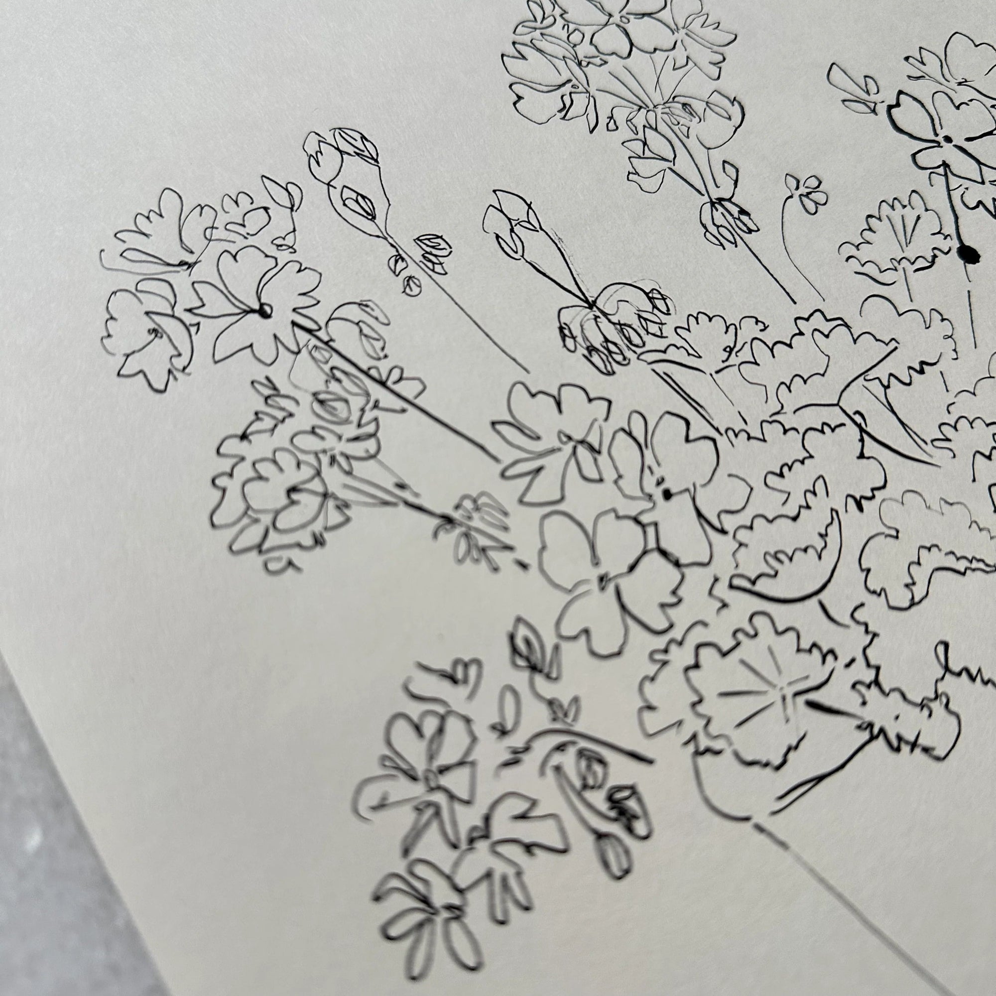 India Ink Potted Geraniums by Aislinn Forbes