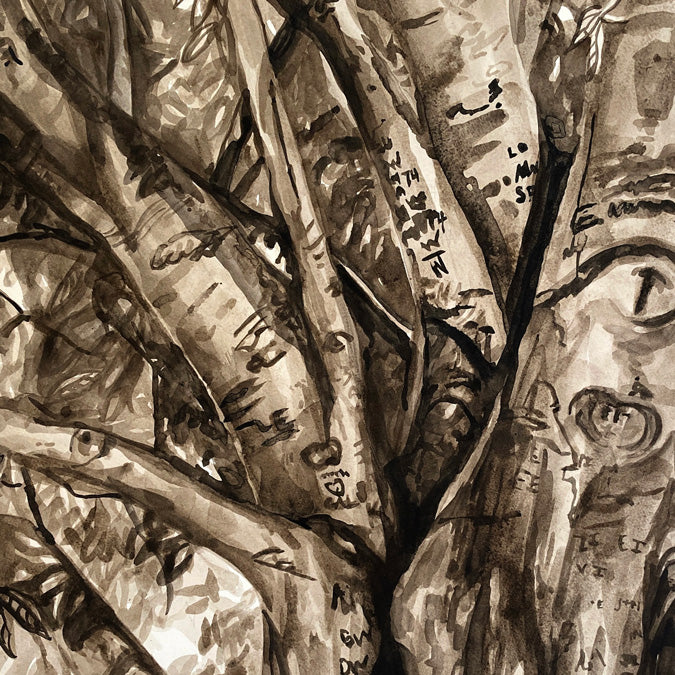 Tree of a Thousand Stories, American Beech, Kentucky by Emily Church