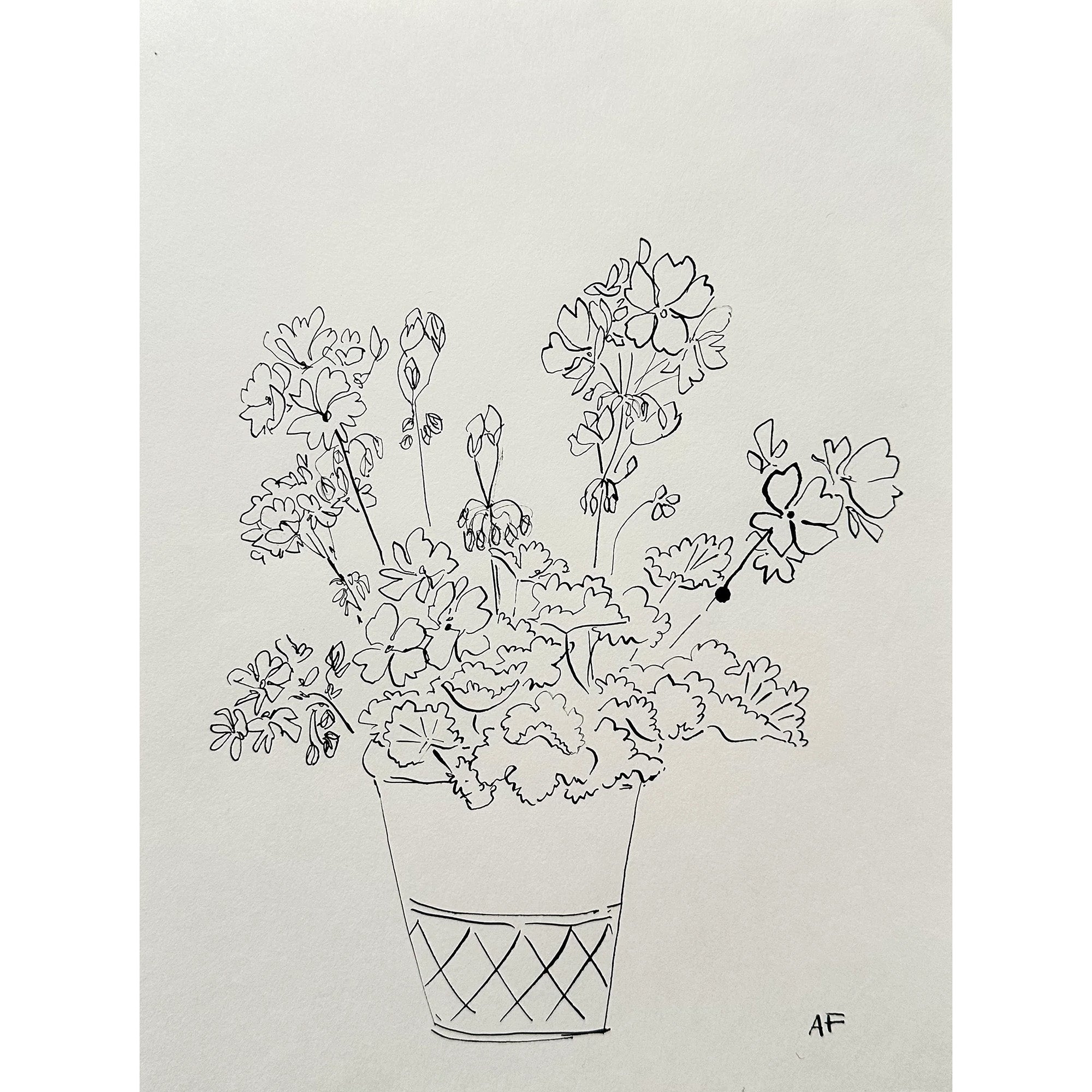 India Ink Potted Geraniums by Aislinn Forbes