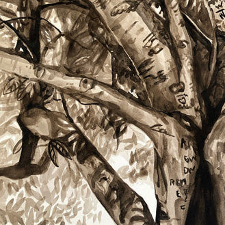 Tree of a Thousand Stories, American Beech, Kentucky by Emily Church