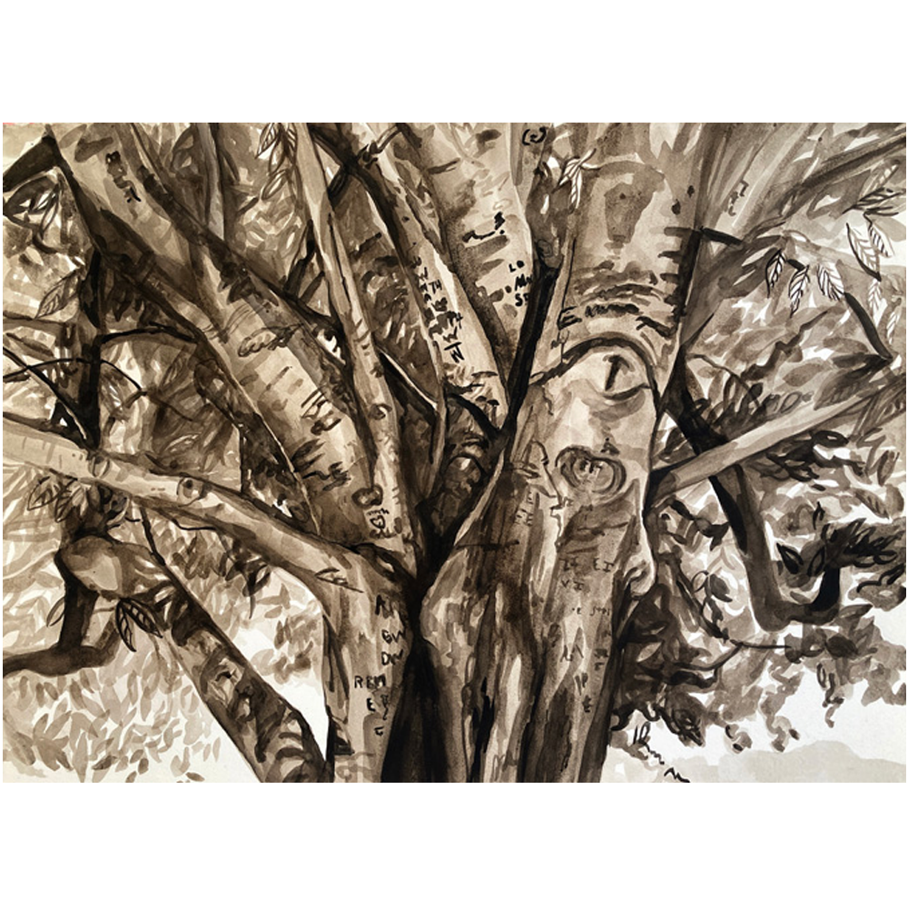 Tree of a Thousand Stories, American Beech, Kentucky by Emily Church